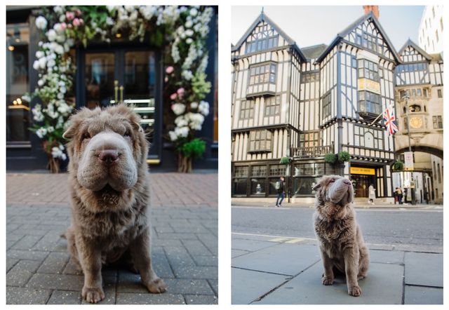 Чарівний собака-ведмідь шукає пригоди в Лондоні - фото 241309