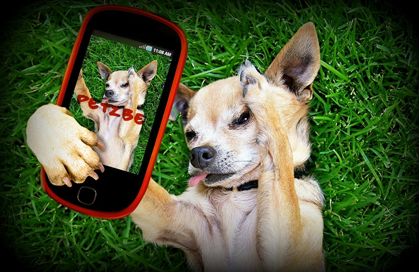 З'явилася перша в світі соцмережа для тварин - фото 1