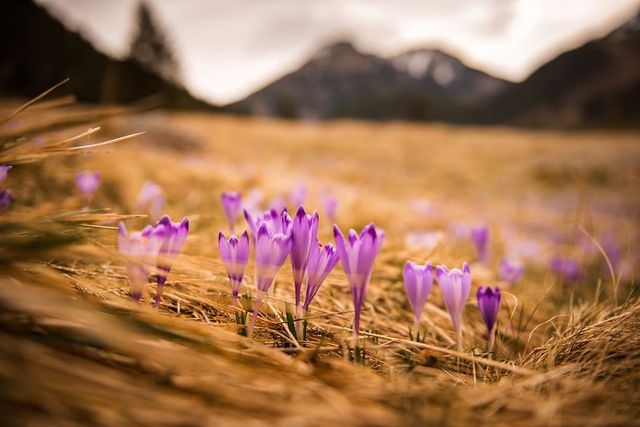 Весна у польських горах: фото, від яких перехоплює дух - фото 240730