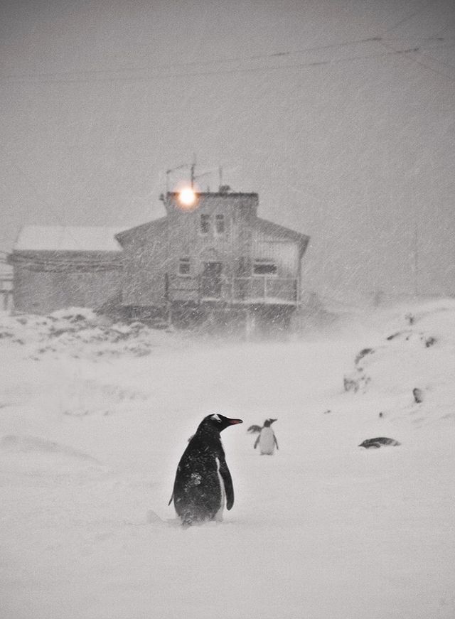 У Міносвіти креативно привітали з Всесвітнім днем пінгвіна - фото 243030