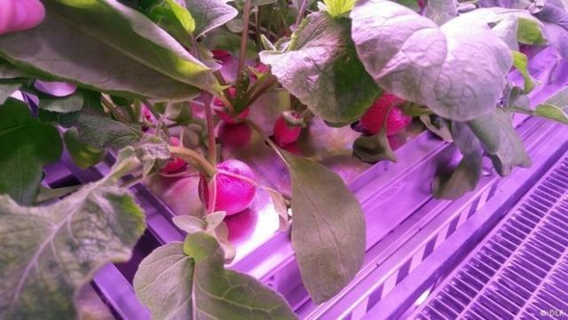 В Антарктиді зібрали перший урожай свіжих овочів - фото 238563