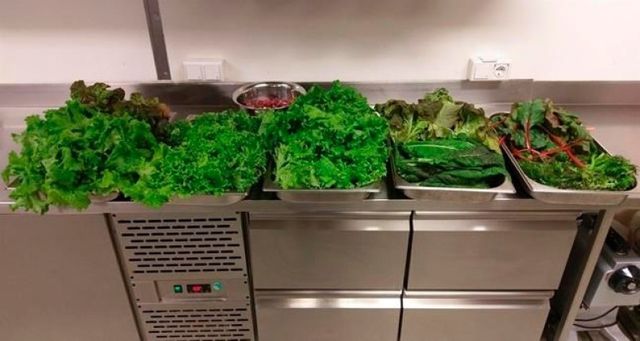 В Антарктиді зібрали перший урожай свіжих овочів - фото 238566