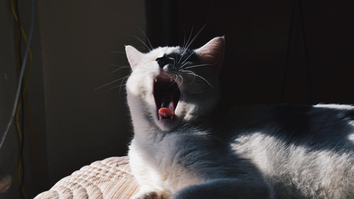 Коти, які позіхають: кумедні фото - фото 1