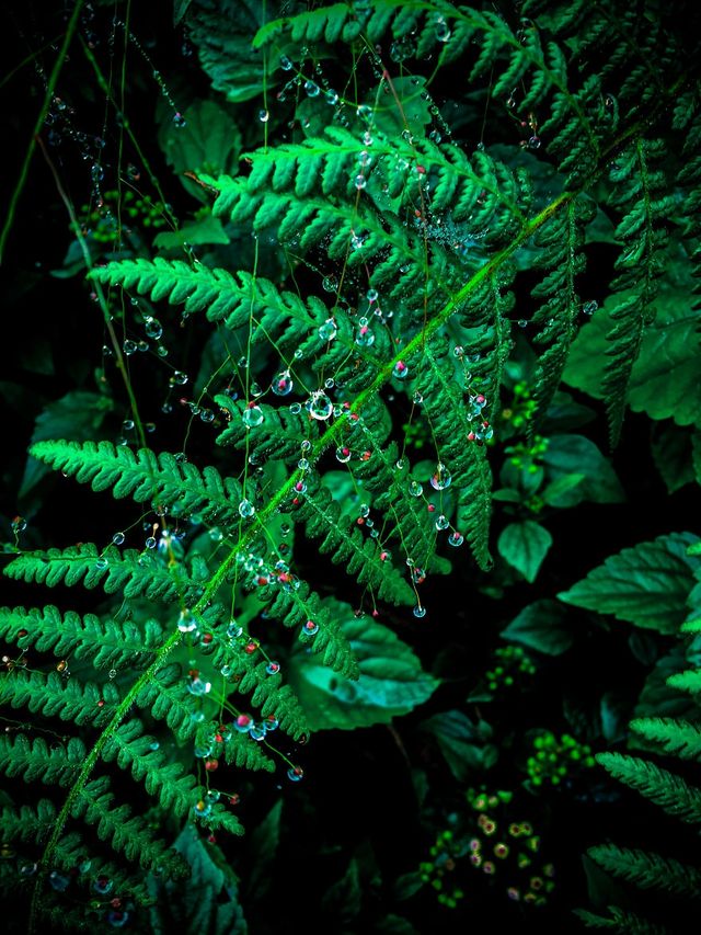 Мандрівка найвищими горами на Філіппінах - фото 240267