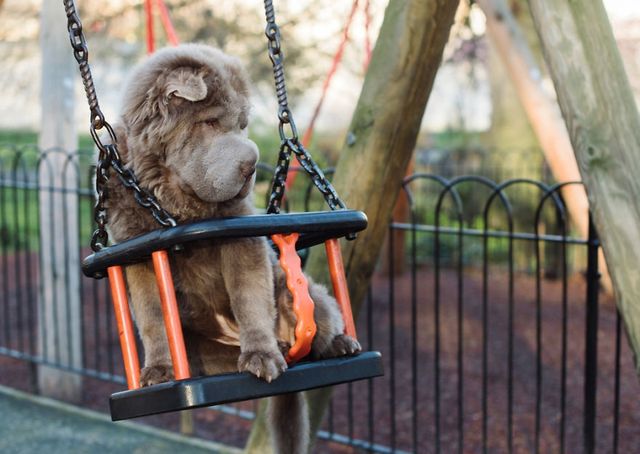 Чарівний собака-ведмідь шукає пригоди в Лондоні - фото 241306