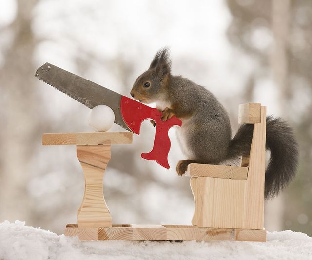 Як дикі білки святкують Великдень - фото 237469