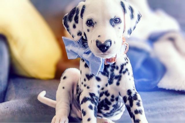 Чарівник цуцик краде людські серця, і це не дивно - фото 240911