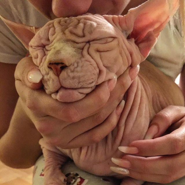 Найзлішого кота світу знайшли в Instagram - фото 238969