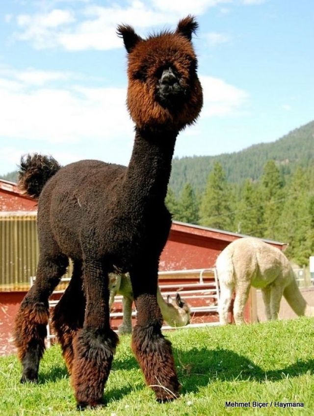 Стильні альпаки після стрижки: фото, від яких важко втримати сміх - фото 242773