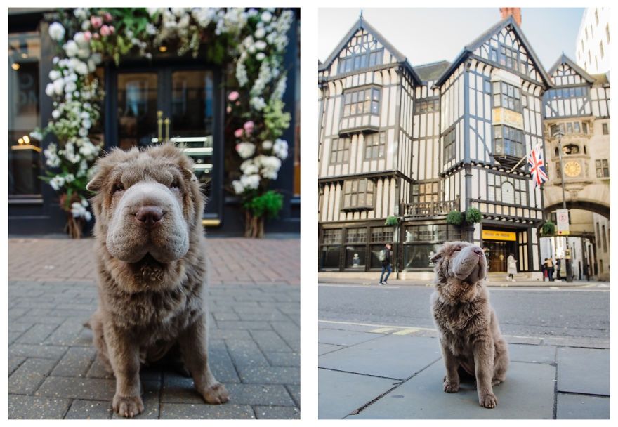 Чарівний собака-ведмідь шукає пригоди в Лондоні: милі фото