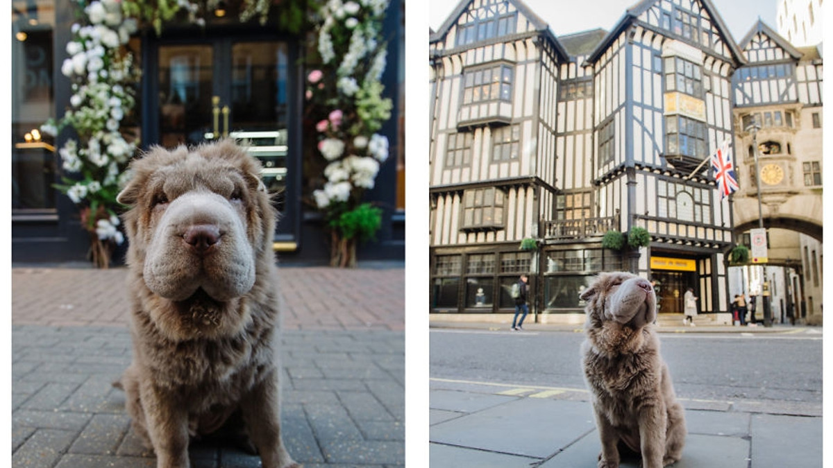 Чарівний собака-ведмідь шукає пригоди в Лондоні - фото 1