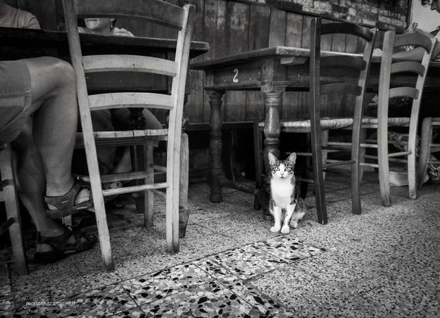 Фотограф показала котів, які мешкають на різних роботах - фото 242192