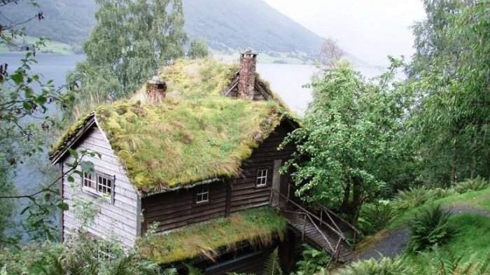 Такі насадження роблять не просто так - фото 1