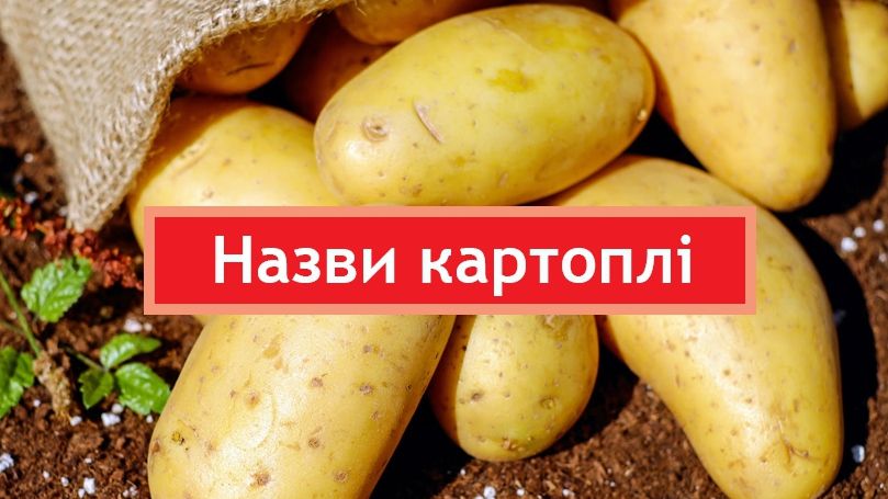 Колоритні назви картоплі - фото 1