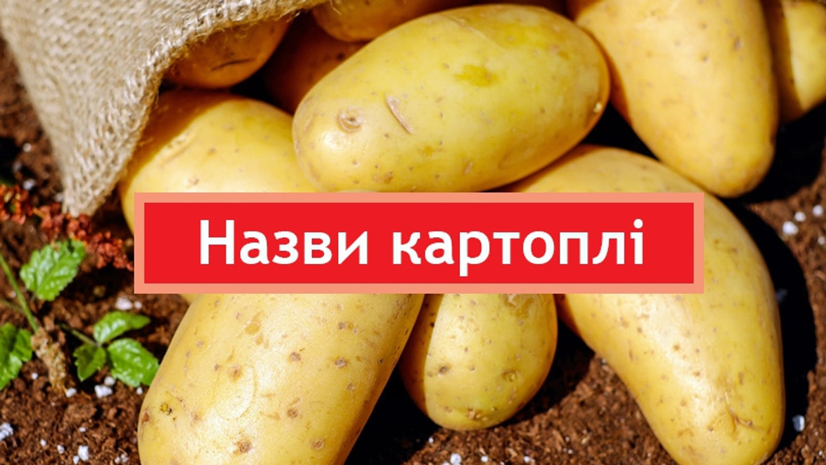Колоритні назви картоплі - фото 1