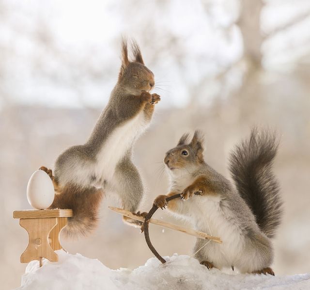 Як дикі білки святкують Великдень - фото 237471