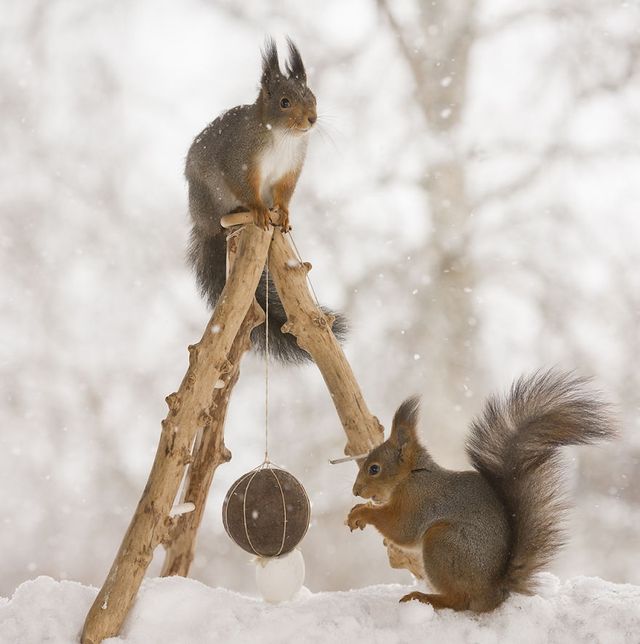 Як дикі білки святкують Великдень - фото 237467