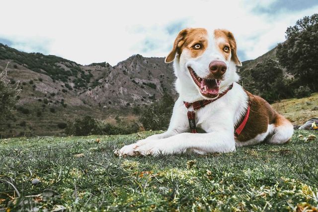 Цей собака посміхається вже рік, і ось чому - фото 240663