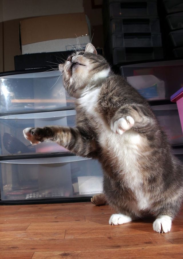 Ці коти вміють танцювати: кумедні фото - фото 240613