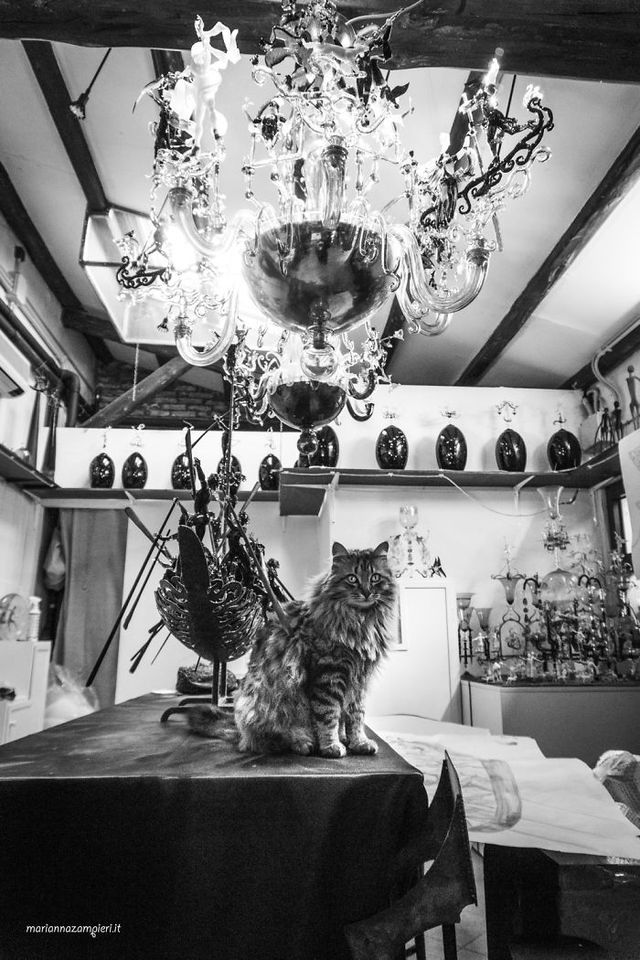 Фотограф показала котів, які мешкають на різних роботах - фото 242196