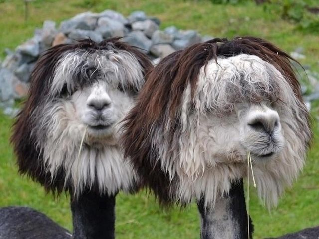 Стильні альпаки після стрижки: фото, від яких важко втримати сміх - фото 242779