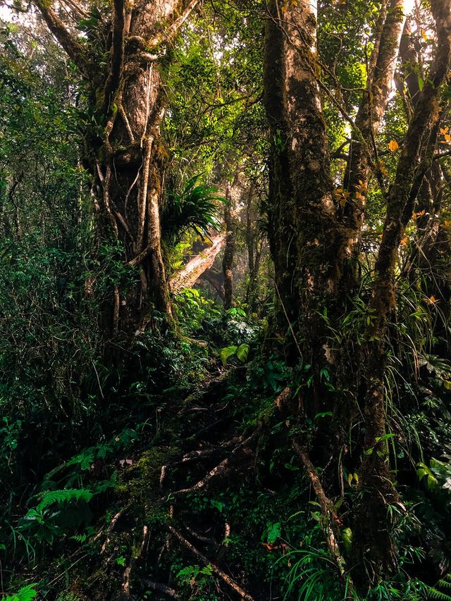 Мандрівка найвищими горами на Філіппінах - фото 240272