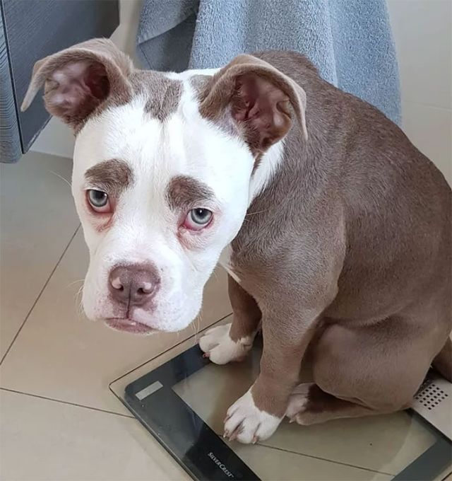 У мережі знайшли найсумнішого собаку у Німеччині - фото 238270