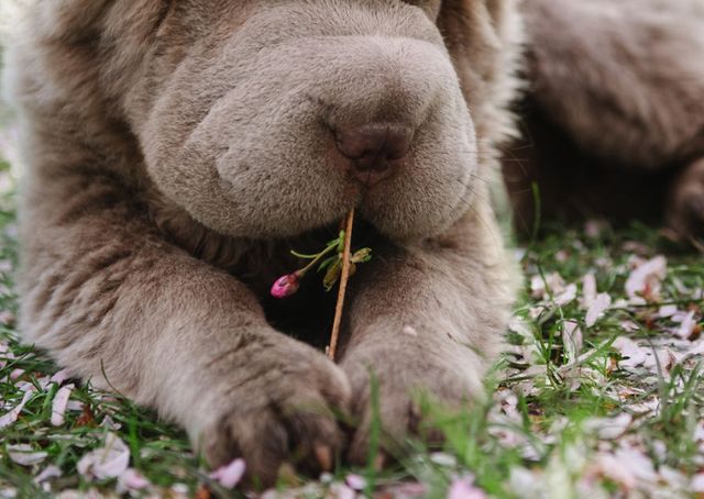 Чарівний собака-ведмідь шукає пригоди в Лондоні - фото 241313