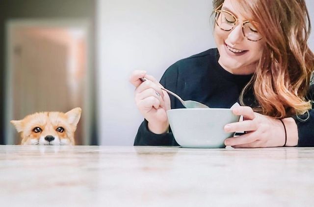 Як виглядає життя з веселим лисеням вдома - фото 237424