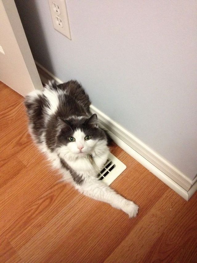 Коти-дурники, які роблять шкоду - фото 239995