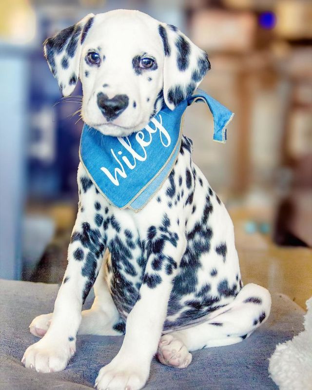 Чарівник цуцик краде людські серця, і це не дивно - фото 240921