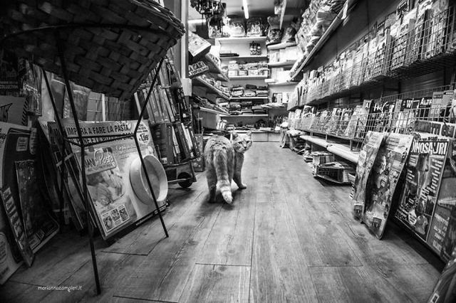 Фотограф показала котів, які мешкають на різних роботах - фото 242191