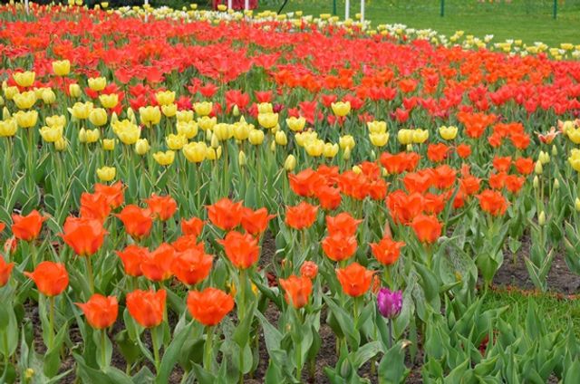 У Києві відкрилася виставка тюльпанів- фото 243810