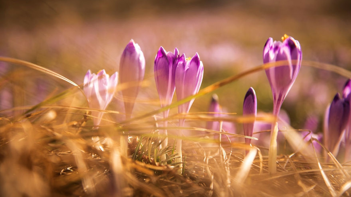 Весна у польських горах: фото, від яких перехоплює дух - фото 1