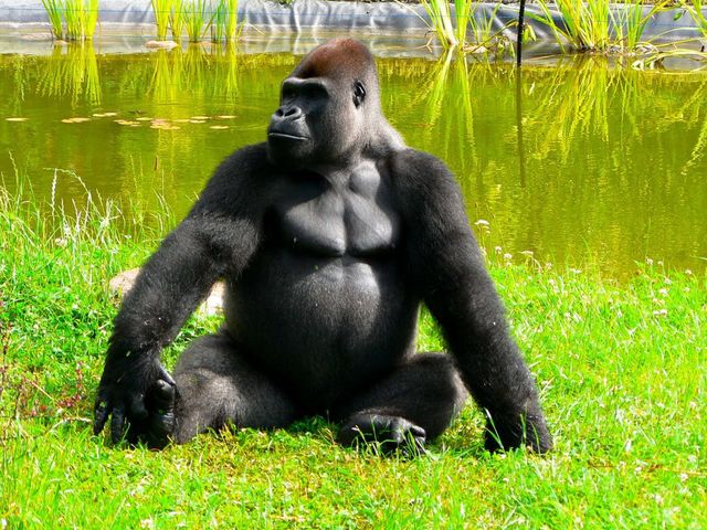 Варшавський зоопарк - фото 239787