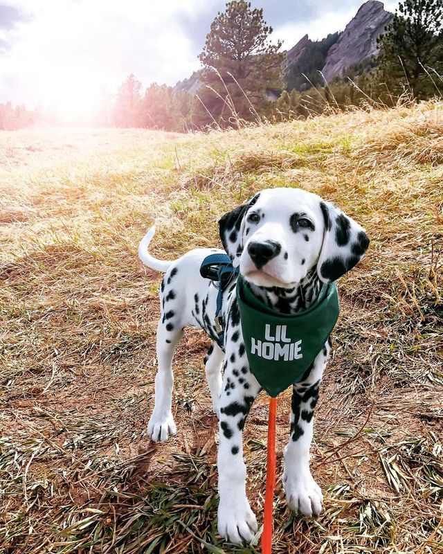 Чарівник цуцик краде людські серця, і це не дивно - фото 240926