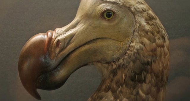 Дивовижні тварини, які не дожили до наших днів- фото 239688