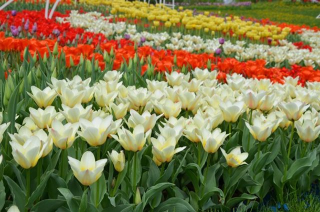 У Києві відкрилася виставка тюльпанів- фото 243809
