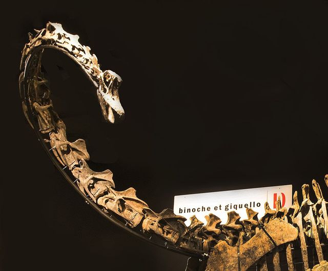 Унікальні скелети двох динозаврів пустили з молотка- фото 239796