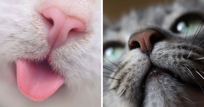 Котячі носики, які зроблять ваш день: чарівні фото