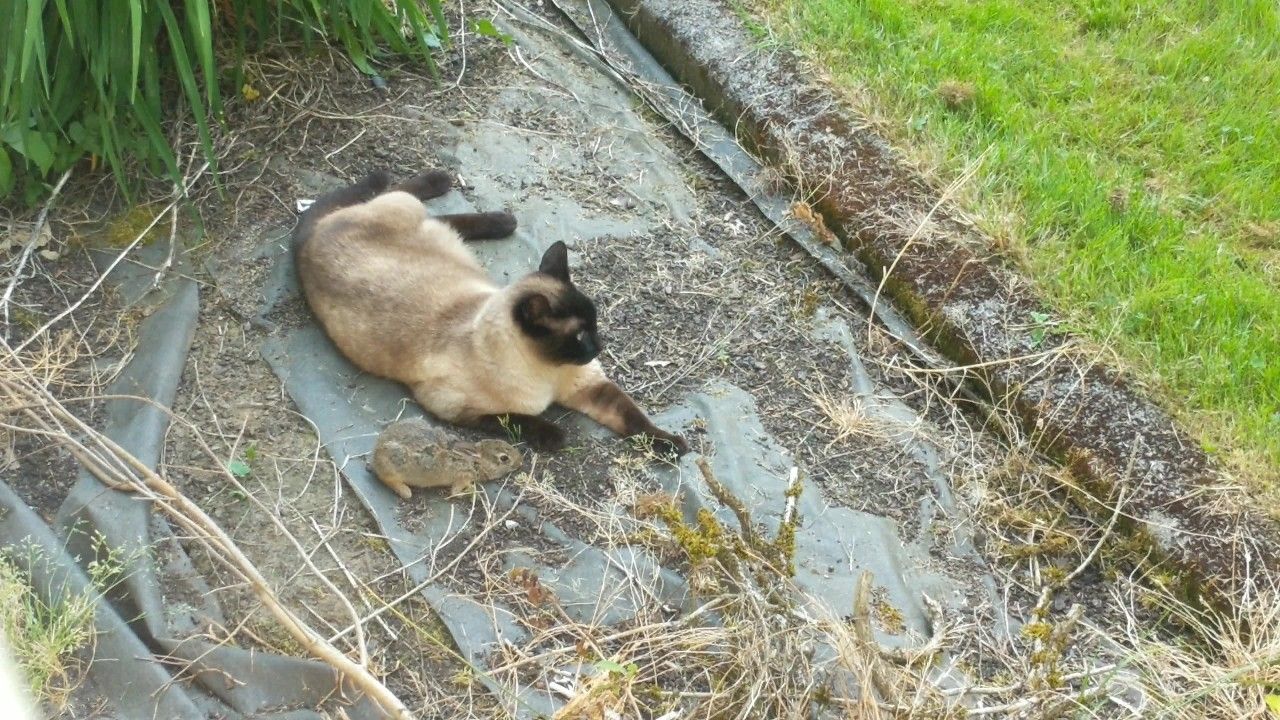 Щось пішло не так: епічна погоня кішки за кроликом - фото 1