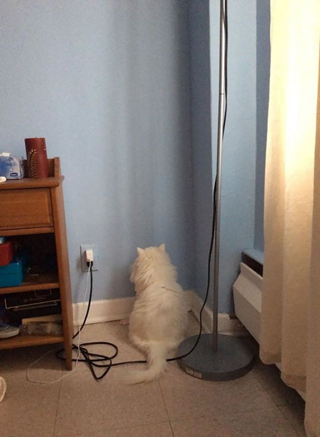 Цей незручний момент, коли кіт поводиться, як кретин - фото 245107