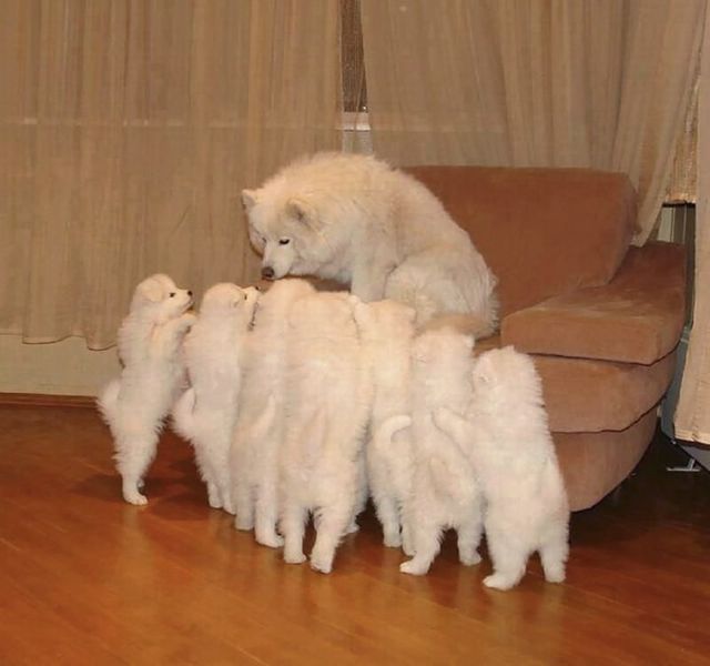 Веселі фото самоїдів, які змусять вас посміхнутись - фото 245070