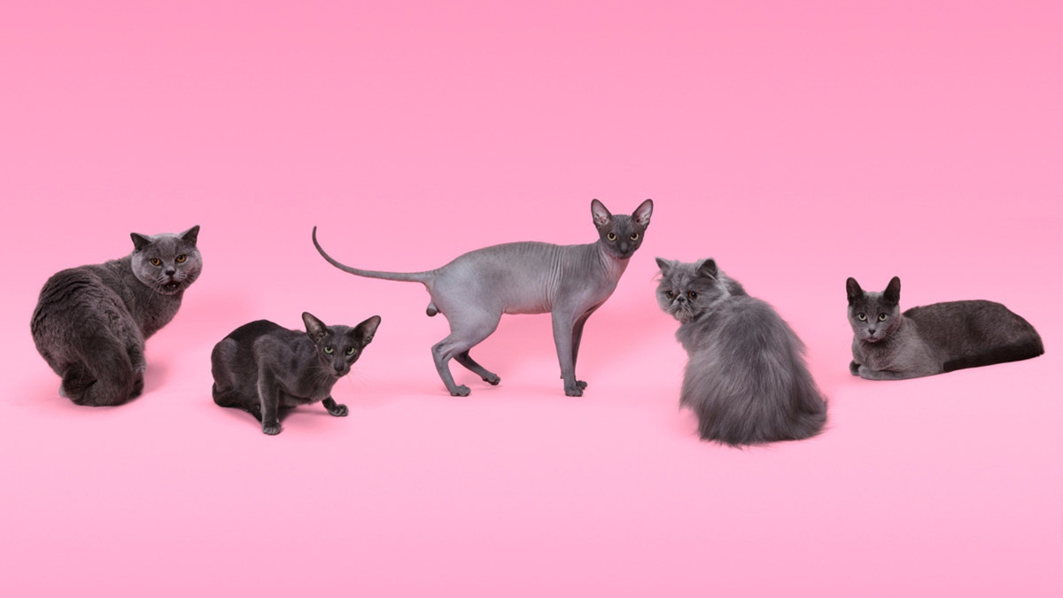 Puss Puss: журнал для тих, хто любить котів і моду - фото 1
