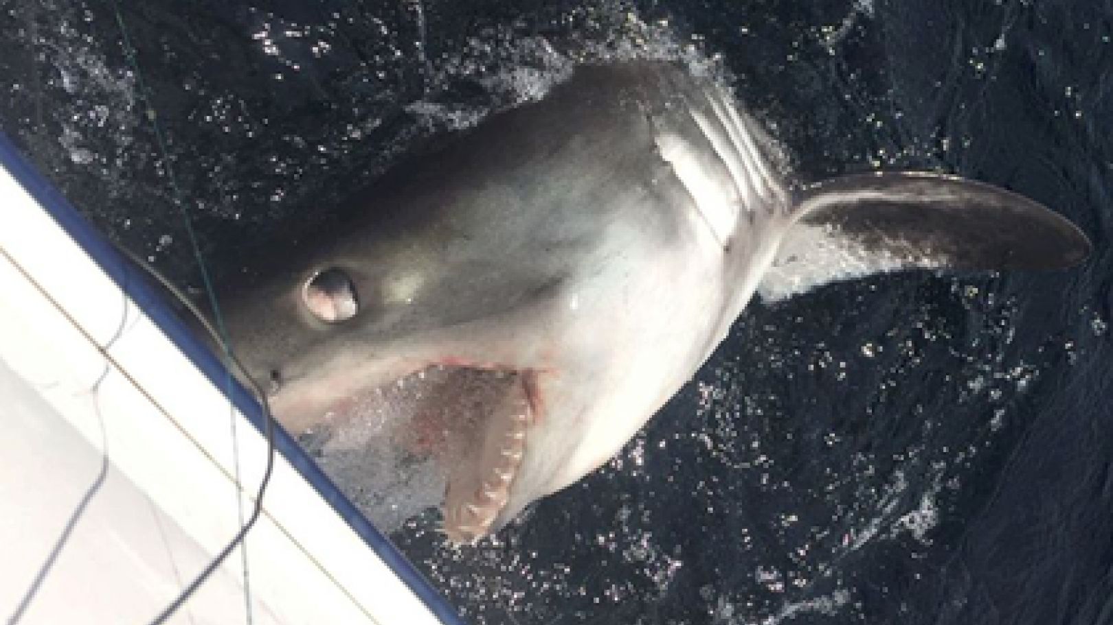 Рибалка показав моторошну сутичку зі стокілограмовою акулою