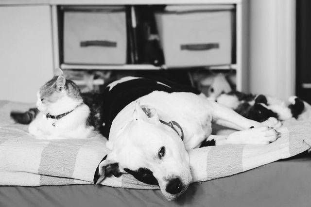 Фотограф показала 10-річну дружбу собаки та кота - фото 244669