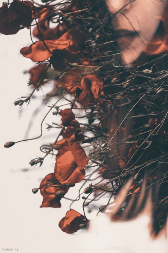 Квіткові портрети, які приковують погляд: ніжні фото - фото 249322