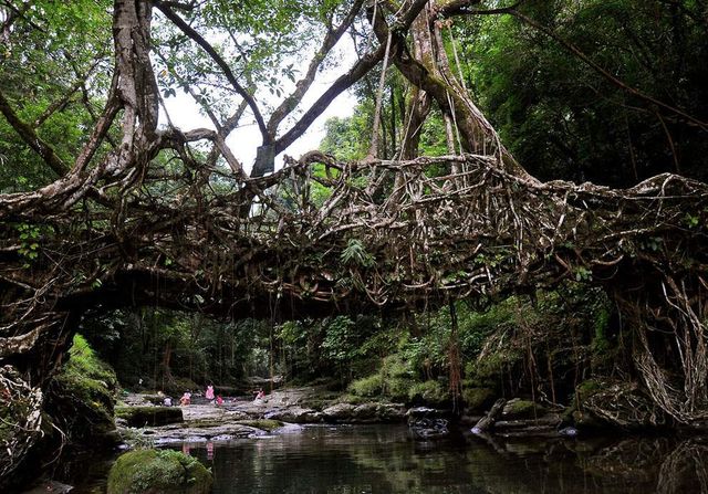 Унікальні мости Індії, сплетені з живих дерев- фото 249883