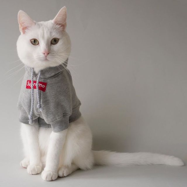 Користувачі знайшли найстильнішого кота в Instagram - фото 246123