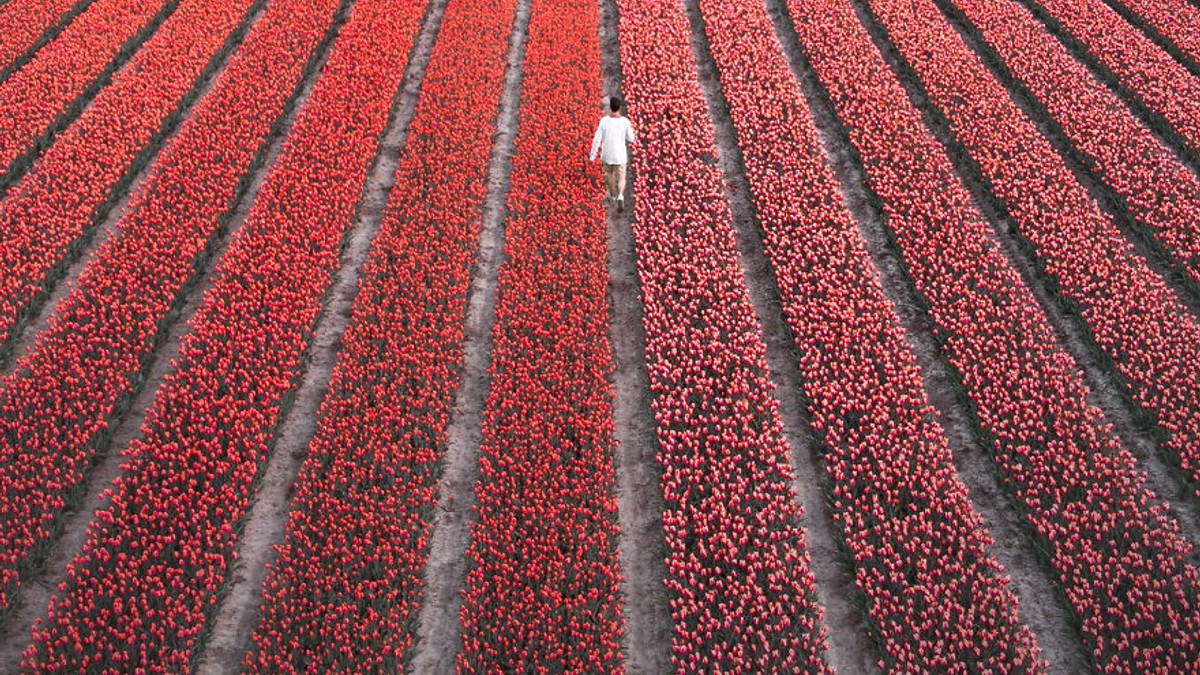 У Нідерландах водночас зацвіли 7 мільйонів тюльпанів: неймовірне видовище - фото 1